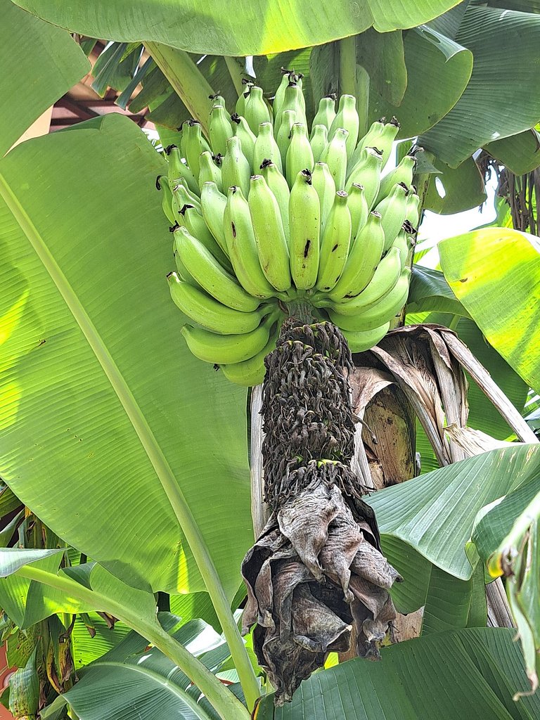 Triple suite with balcony - 08